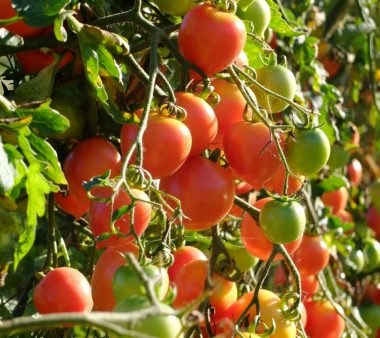 Graines Tomate à suspendre de Mallorque bio – Graines del pais
