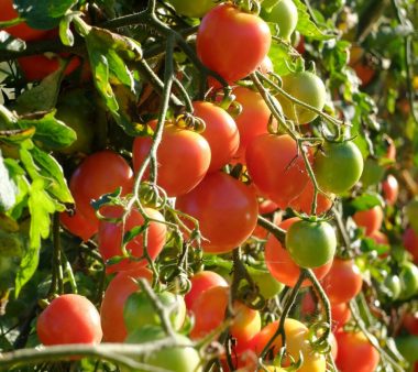 Graines Tomate à suspendre de Mallorque bio - Graines del pais