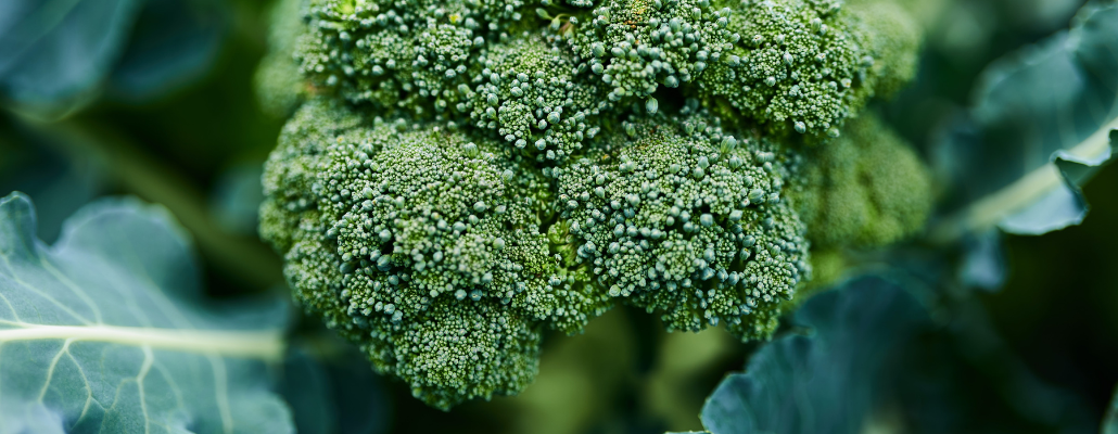 Le brocoli!  Potager Biologique