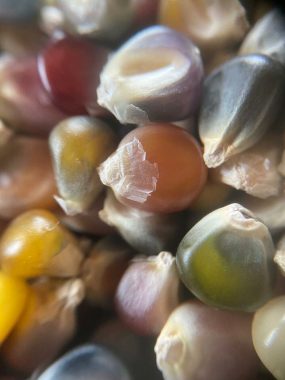 Graines Mais à Pop-Corn Glass Gem bio – Graines del pais