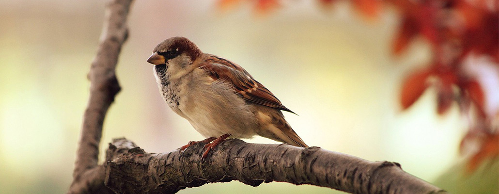 Éviter les collisions des oiseaux contre les vitres - Terre Vivante