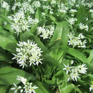 Ail des ours en fleur, Semences par Les semailles