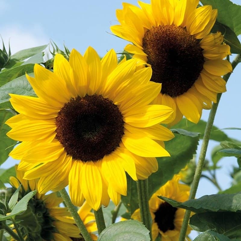 tournesol en mélange décoratif