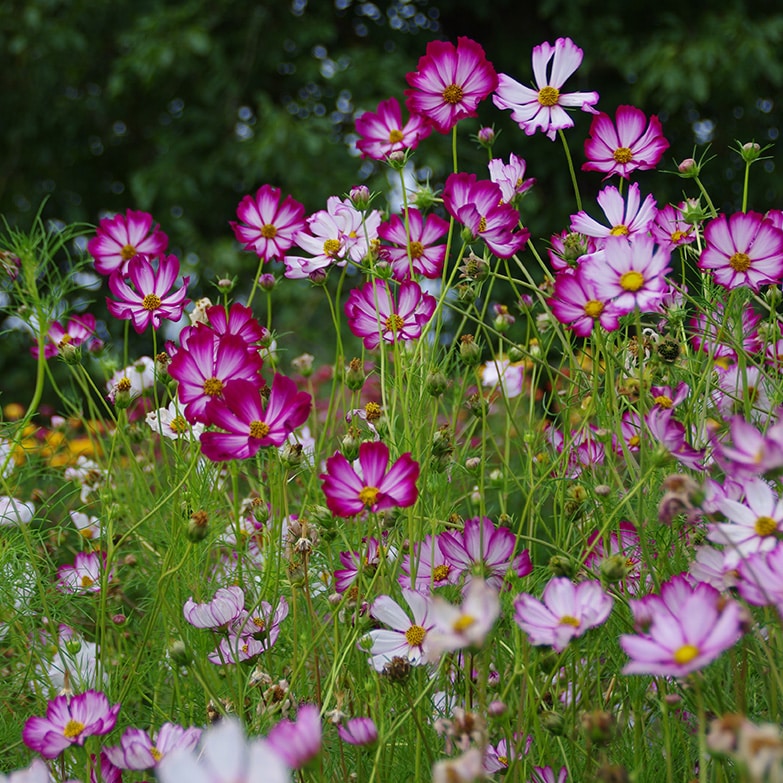 Cosmos picotée_les semences de l’ombelle (2)