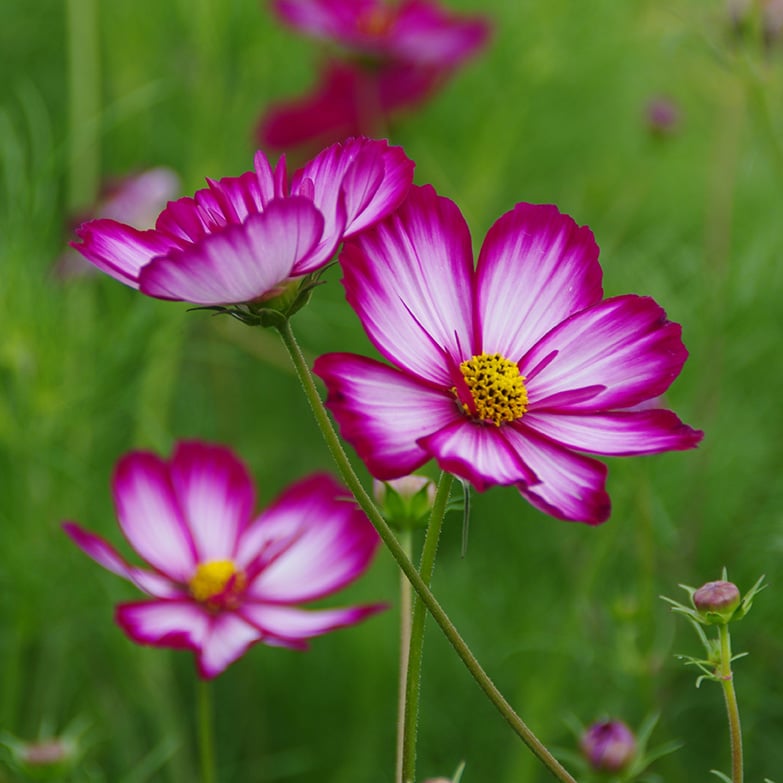 Cosmos picotée_les semences de l’ombelle (3)