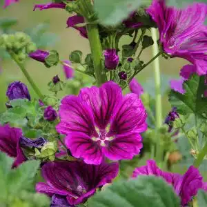 Graines Mauve de Mauritanie bio - Les semences de l'Ombelle
