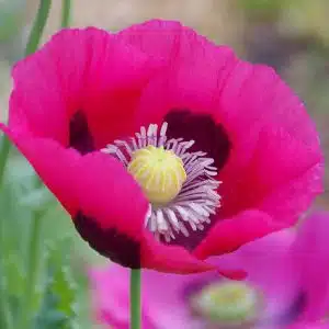 Graines Pavot somnifère à fleurs simples bio - Les semences de l'Ombelle