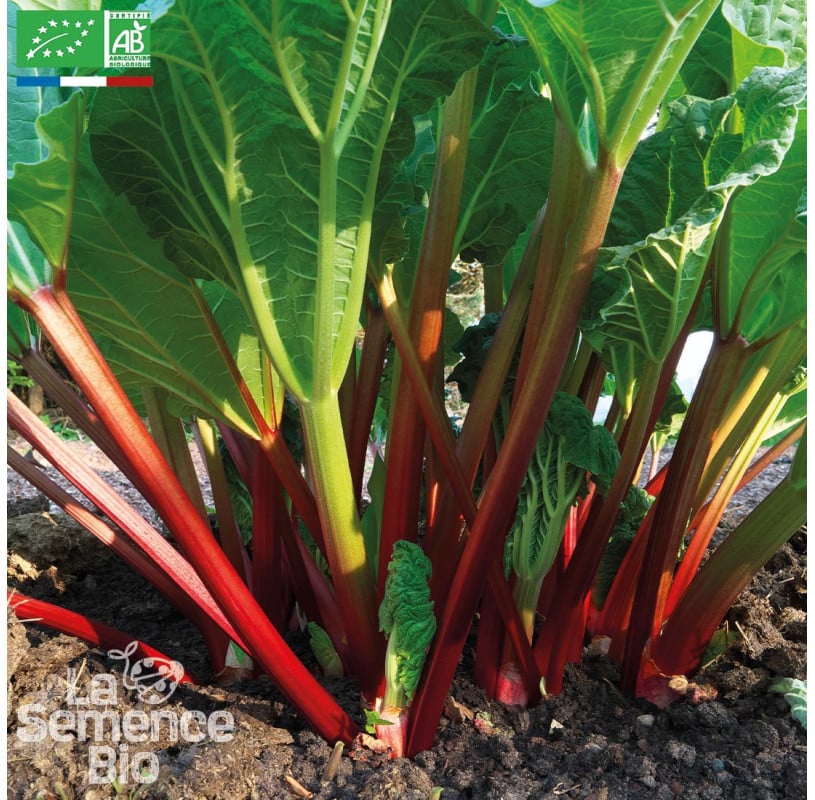 semences-bio-reproductibles-rhubarbe-victoria-bio