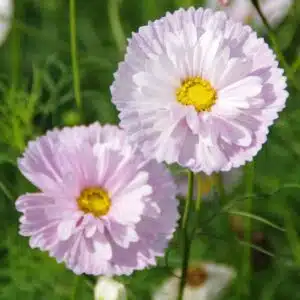 Graines Cosmos cupcake blush bio - Les semences de l'Ombelle
