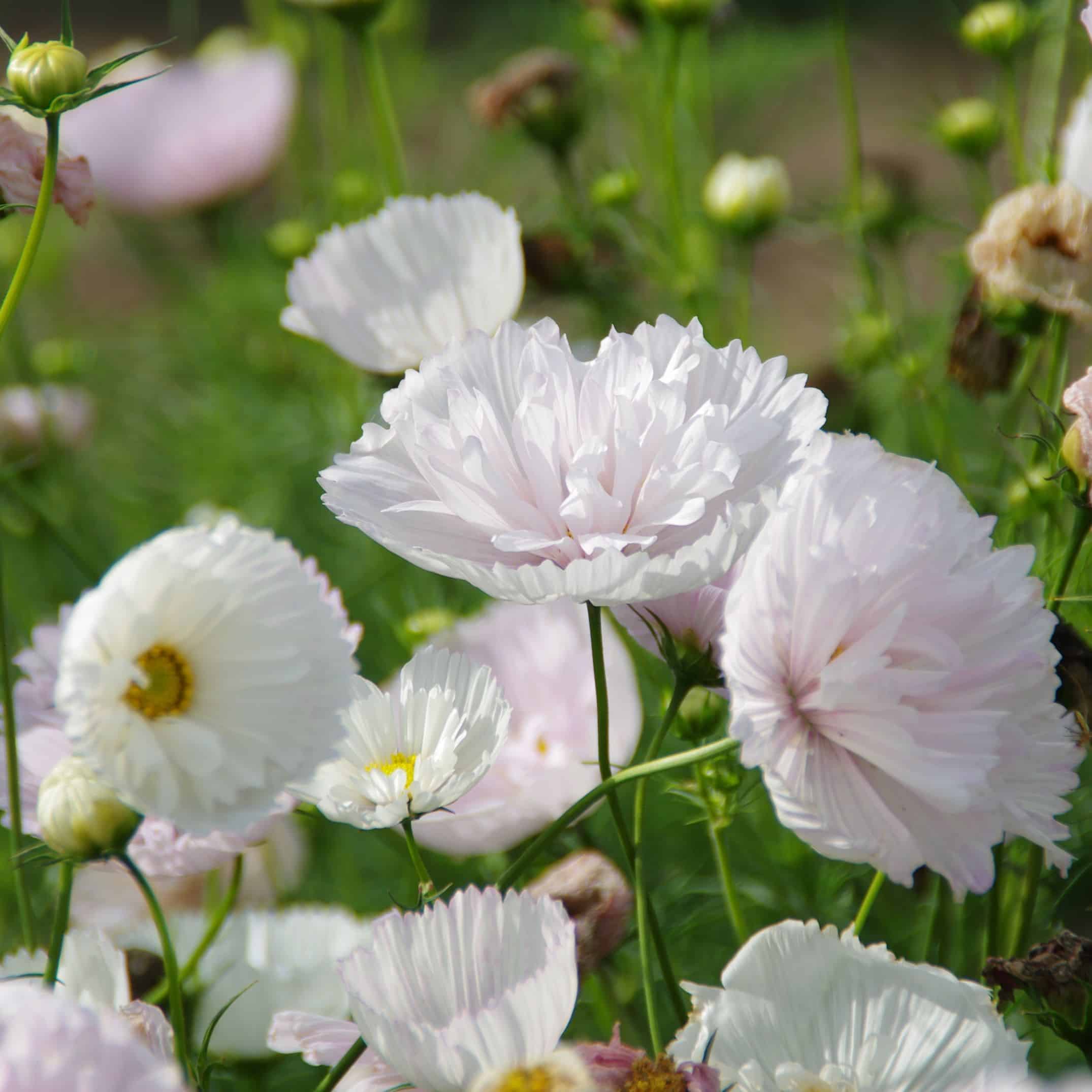 Cosmos cupcake blush2