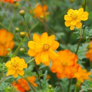 Graines Cosmos sulfureux orange bio - Les semences de l'Ombelle