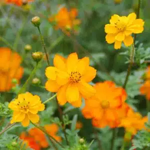 Graines Cosmos sulfureux orange bio - Les semences de l'Ombelle
