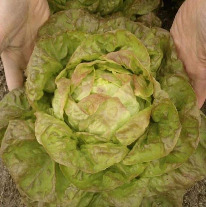 Laitue passion brune