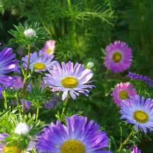 Graines Reine Marguerite en mélange bio - Les semences de l'Ombelle