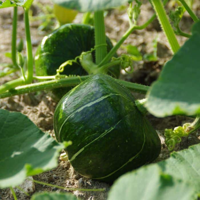 Semence_potiron_buttercup