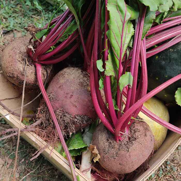 semence_betterave_robuschka_M_1