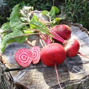 Graines Betterave Tonda di Chioggia bio - Les semences de l'Ombelle