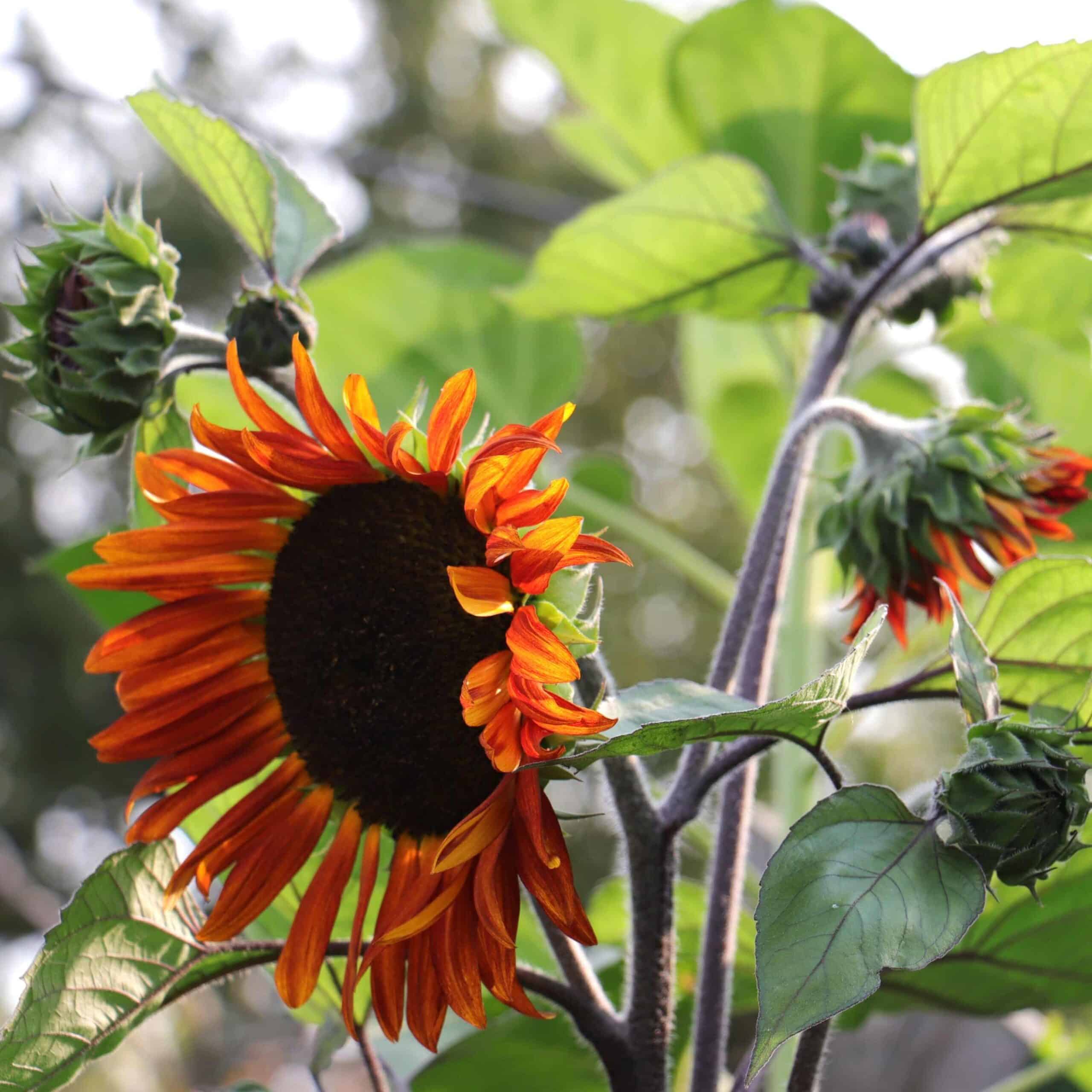 semences_tournesol_velvet_queen_M2