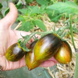 Graines Tomate brad's atomic bio - Les semences de l'Ombelle