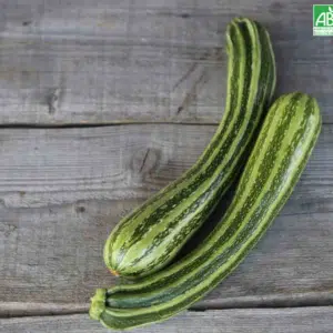Graines Courgette verte non coureuse d'Italie bio - Ferme de Sainte Marthe