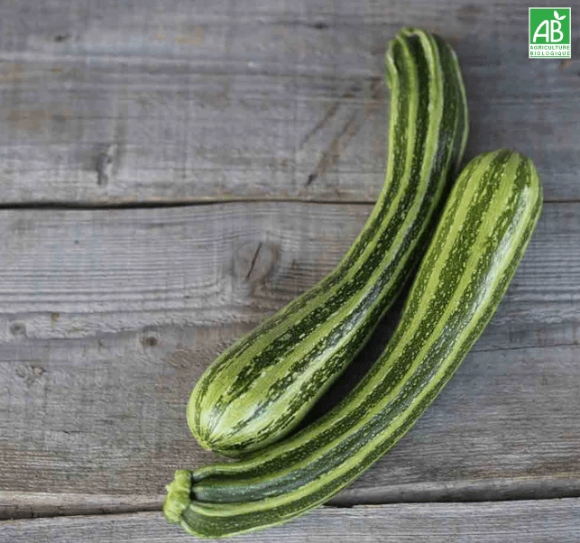Courgette verte non coureuse ditalie