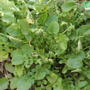 Graines Cresson de jardin bio - Ferme de Sainte Marthe