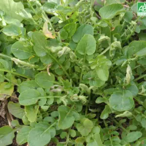 Graines Cresson de jardin bio - Ferme de Sainte Marthe