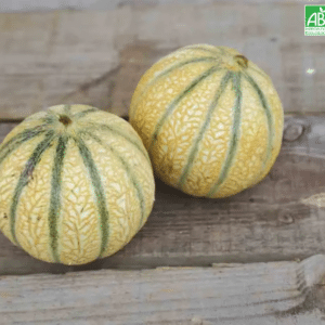 Graines Melon Charentais bio - Ferme de Sainte Marthe