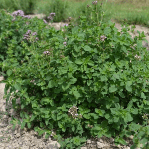 Graines Origan bio - Les semences de l'Ombelle