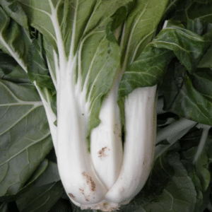 Graines Pak Choi Taisai bio - Les semailles