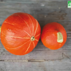 Graines Courge Potiron Red Kuri bio - Ferme de Sainte Marthe