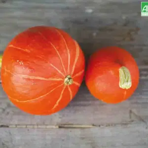 Graines Courge Potiron Red Kuri bio - Ferme de Sainte Marthe