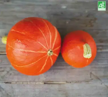 Semences bio / Graines / Potagères