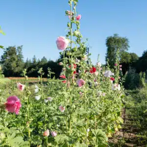 Graines Rose Trémière Carnival Mix bio - Kokopelli