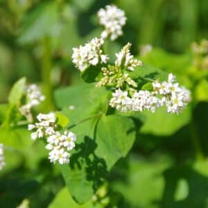 Graines Sarrasin bio - Les semences de l'Ombelle