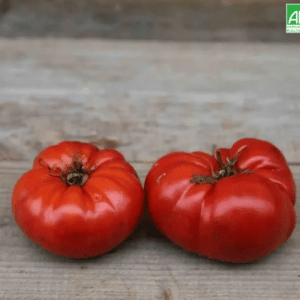 Graines Tomate Beefsteak bio - Ferme de Sainte Marthe