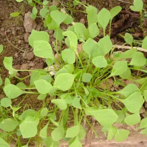 Graines Claytone de Cuba bio - Les semailles