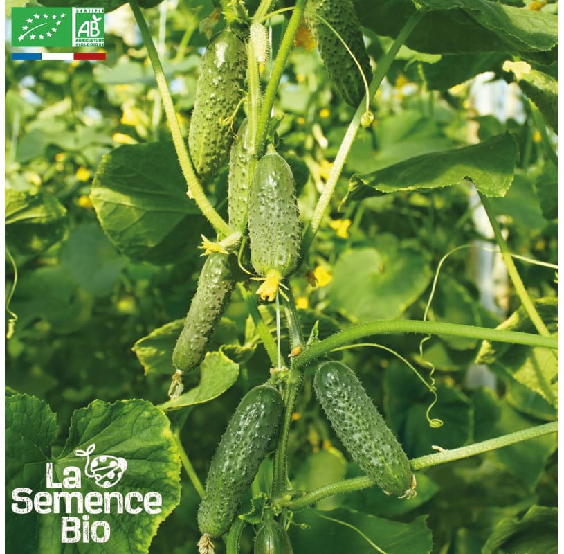 cornichon-vert-petit-de-paris-bio