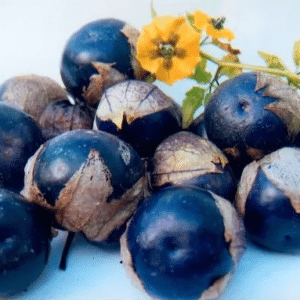 Graines Physalis Tomatillo bio - Les semailles