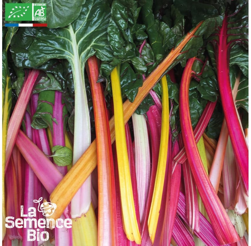 semences-bio-reproductibles-blette-cardes-en-melange
