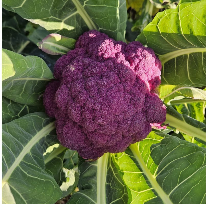 Graines De Brocoli Bio à Germer 125g - Superaliment Riche En Vitamines Et Antioxydants