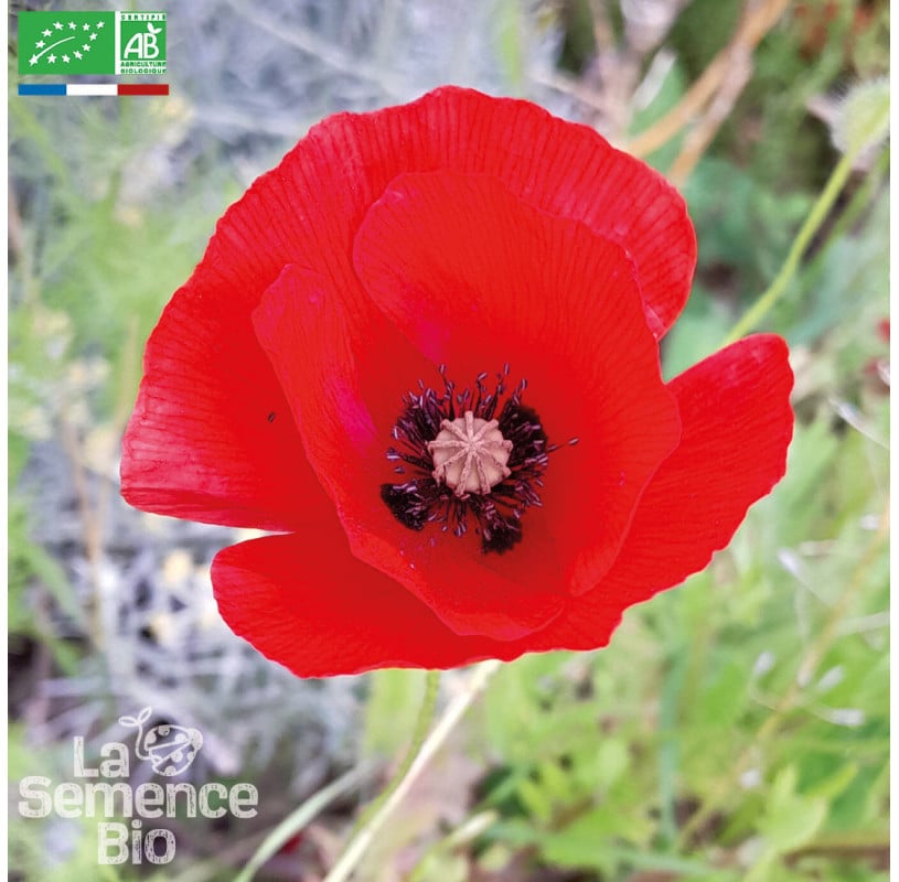 semences-bio-reproductibles-coquelicot-des-champs-bio