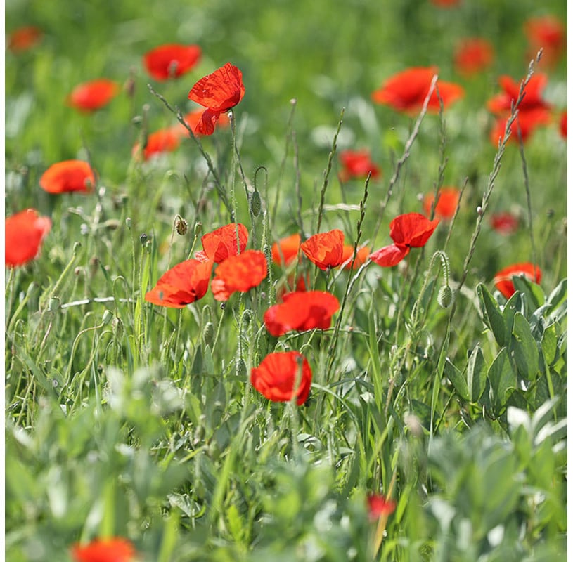 semences-bio-reproductibles-coquelicot-des-champs-bio3