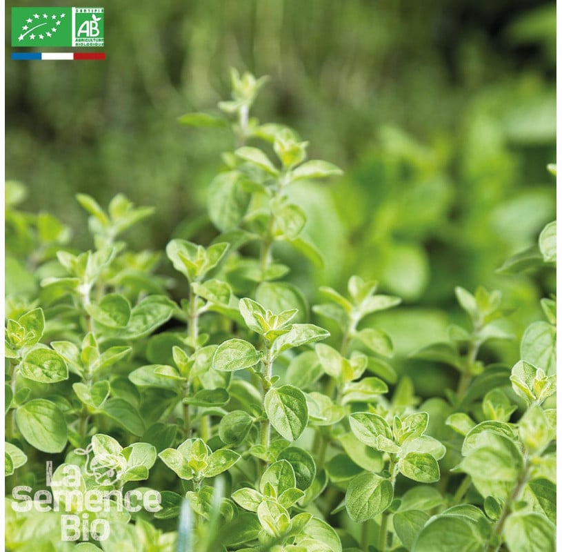 semences-bio-reproductibles-origan-commun-bio