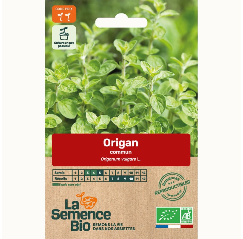 semences-bio-reproductibles-origan-commun-bio2