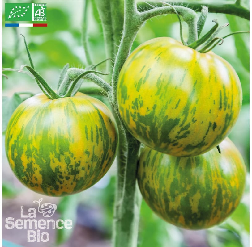semences-bio-reproductibles-tomate-green-zebra-bio