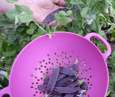 Pois à rame ‘Blauwschokker’ (pois capucine)