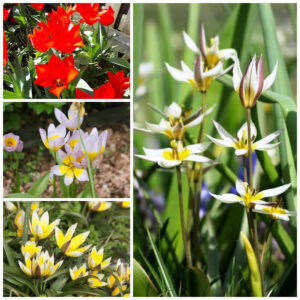 Tulipes vivaces bio en mélange - 20 bulbes - Natural Bulb