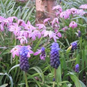 Spring Star bio en mélange - 50 bulbes - Natural Bulbs